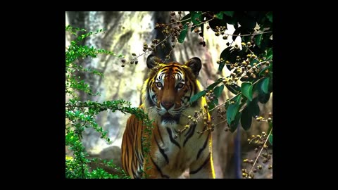 Tigers: Majestic Predators of the Forest