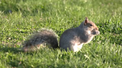 The March of the Squirrel