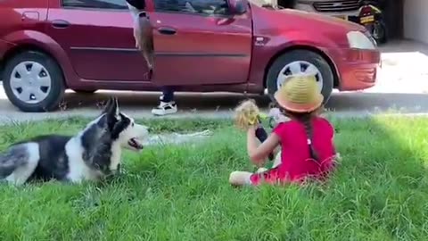 Husky vs Belgian Malinois