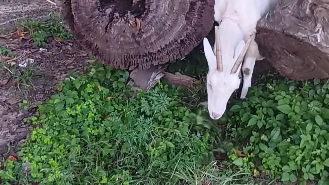 草を食べる山羊さん