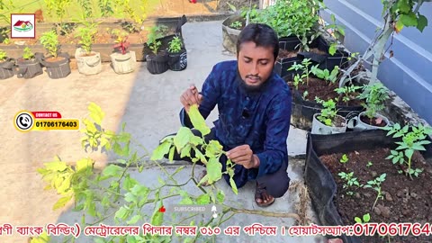 বেগুন গাছে মিলিবাগ? 😟 ঘরোয়া উপায়ে দমন করুন সহজেই | Siraj Tech Gardening Tips