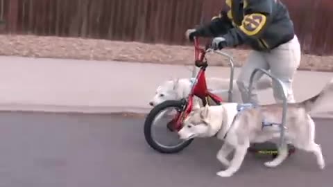 Husky Dog Scootering