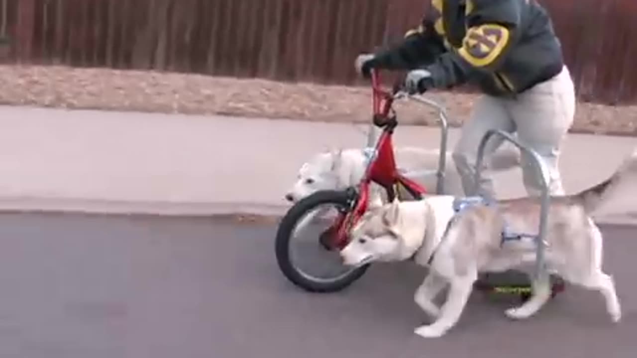 Husky Dog Scootering