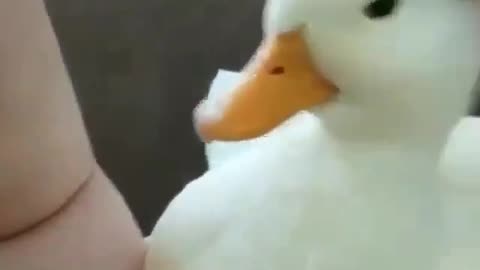 birb
