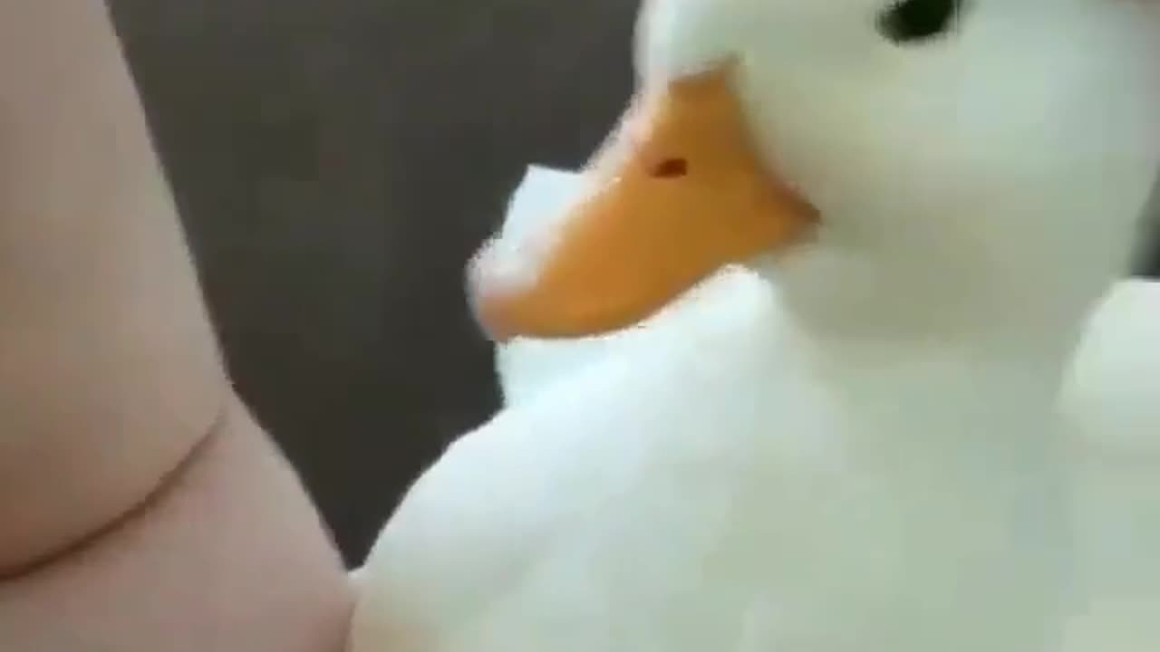 birb