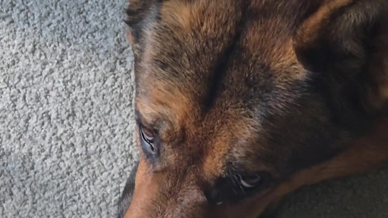 Virgil german shepherd.