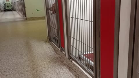 Kyra 3y A866021 kennel 115 PACC shelter_20250525_163439640