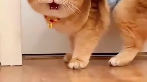 Are you sick? What is the situation? #cat