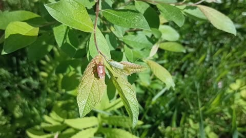 True Bug