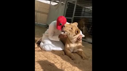 This lion hates caps