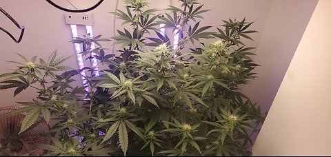 RDWC hydroponic canibis week 5