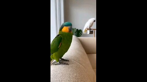 When Your Parrot Starts Beef With Another Bird #parrot #funny #funnyparrot #short