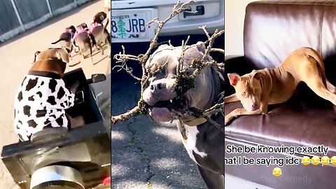 Why Are Everyone Talking About These Dogs?