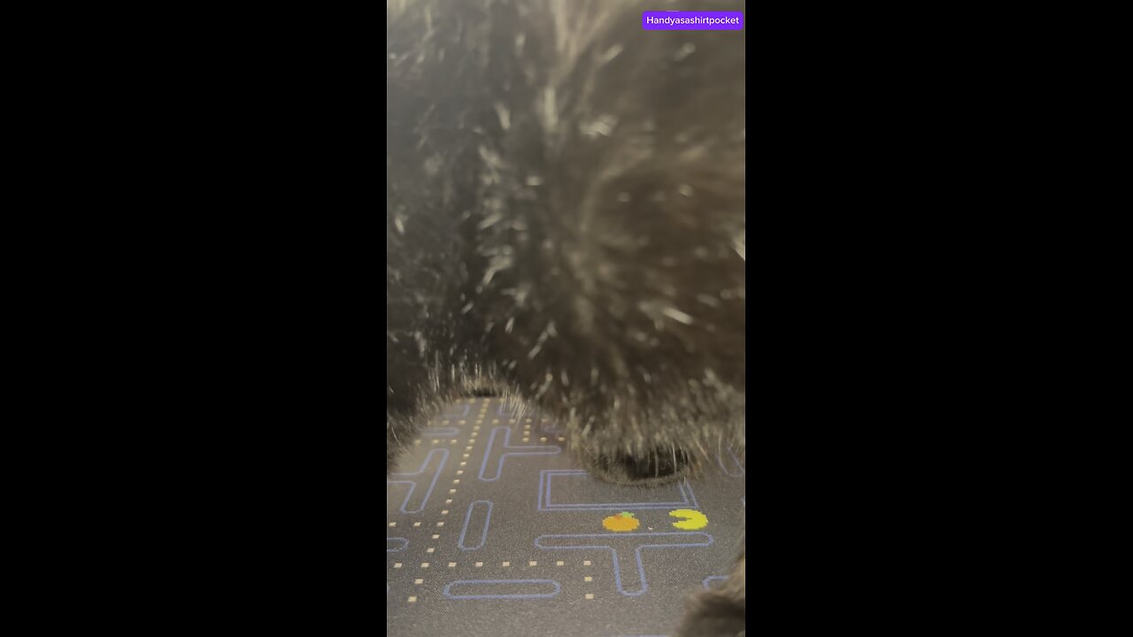 Rip it rol it Cat-ch it