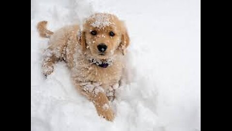 Puppy Snow in Muster Dogs