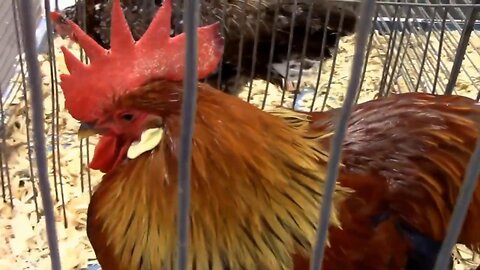 All About Leghorn Chickens