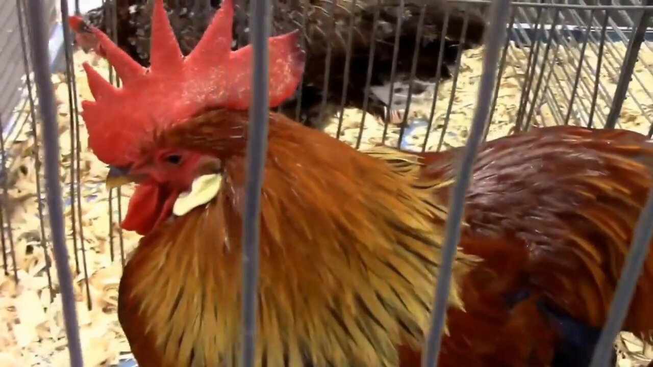 All About Leghorn Chickens