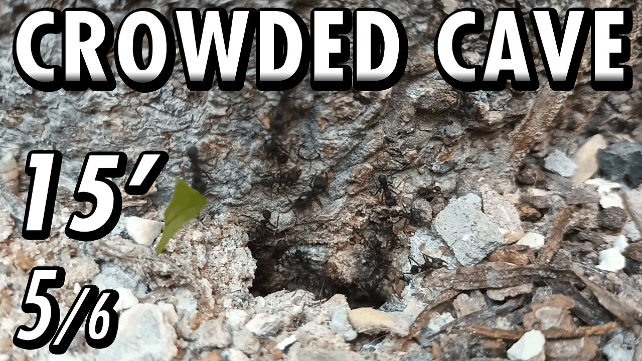 ASMR | Look at this beautiful flow of ants, in and out of the fortress of the tree - 15' 5/6