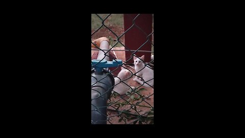 ✨ White Kittens Playing with Their Mom on the Farm | One Unique Kitty 🐾
