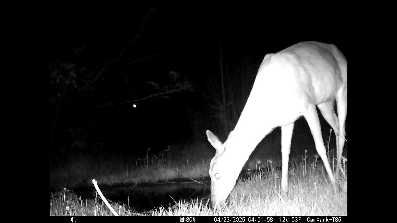 Deer Cam 04-23-2025