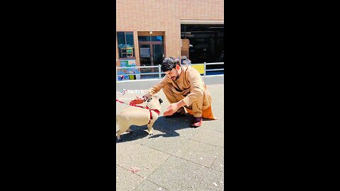 beautiful pet dog 🐕#umar in Japan