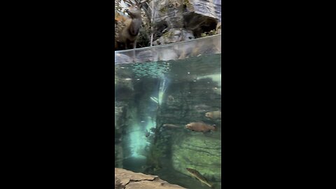 Bass Pro Shop Branson Missouri