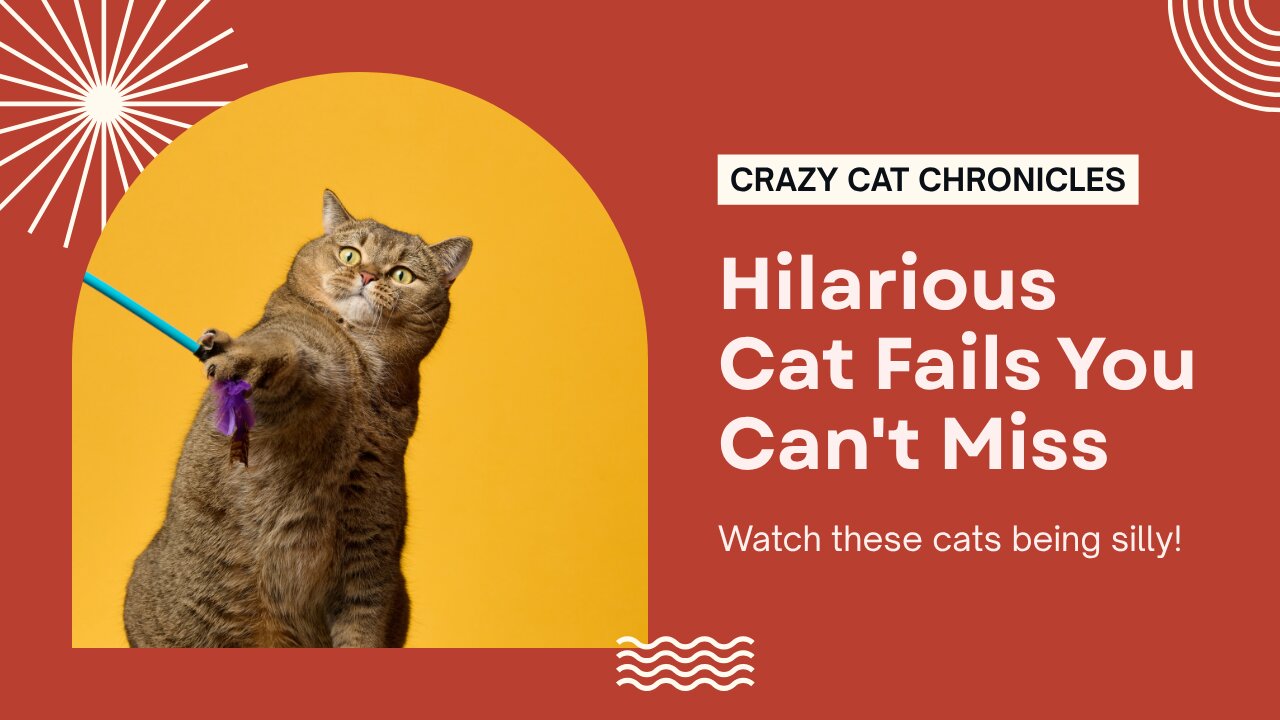 Silliest CATS on Earth
