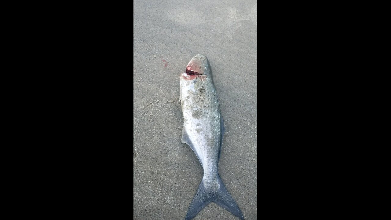 Another little blue....