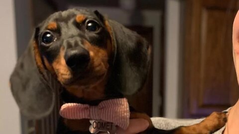 Top 15 Dachshund Dogs Funny Videos Compilation 2020| Try Not To laugh Funny And cutest Videos 2020