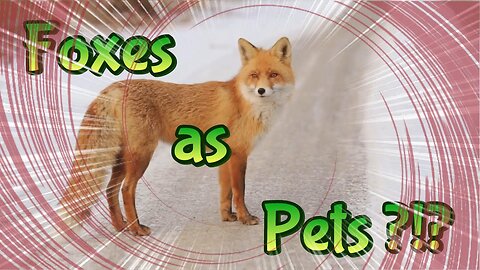 Do Foxes Make Good Pets ?