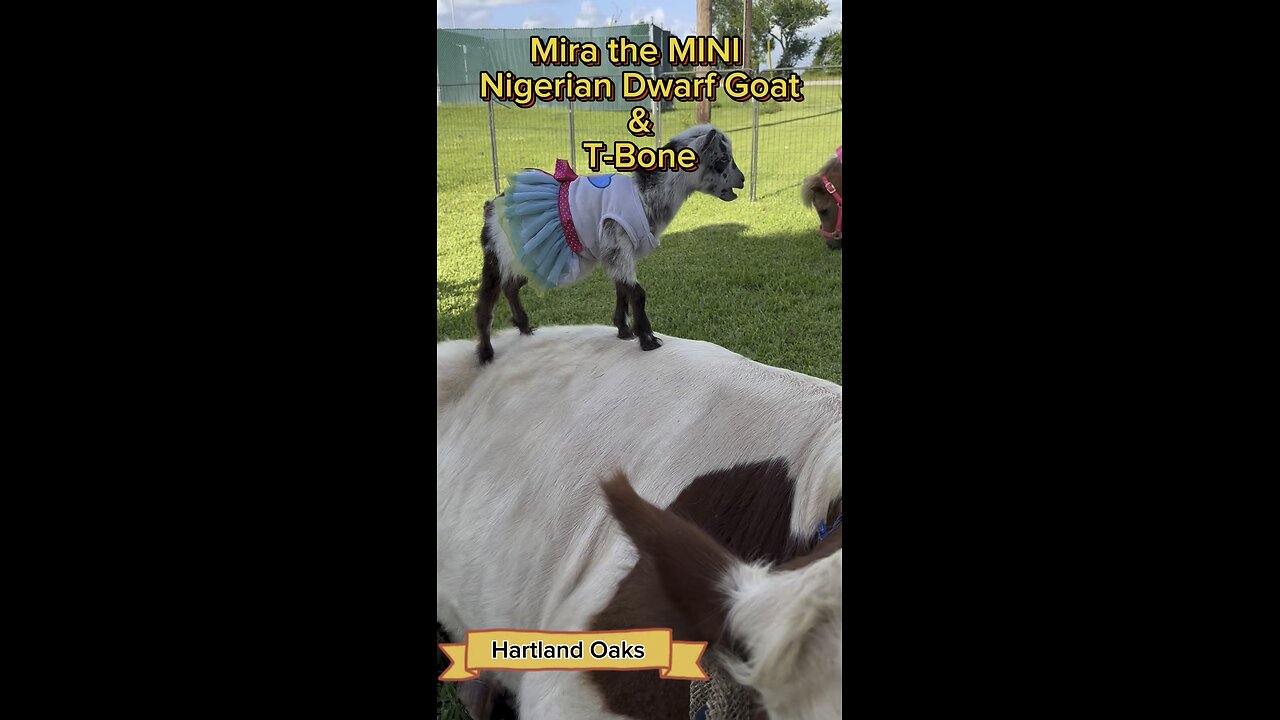 Mira the tiniest MINI Nigerian Dwarf Goat ever thinks she is Queen of the world!
