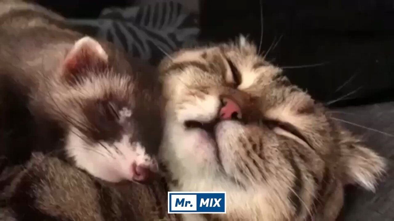 Funny Hilarious Cats & Dogs Compilation – Try Not to Laugh!