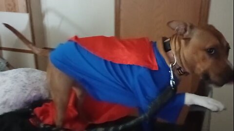 It's a Bird... It's a Plane... It's SuperCurly