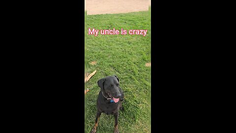 You Won't Believe This DOG'S CRAZY Reactions to Confusing Commands