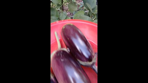 organic garden fresh eggplant 🍆 😋