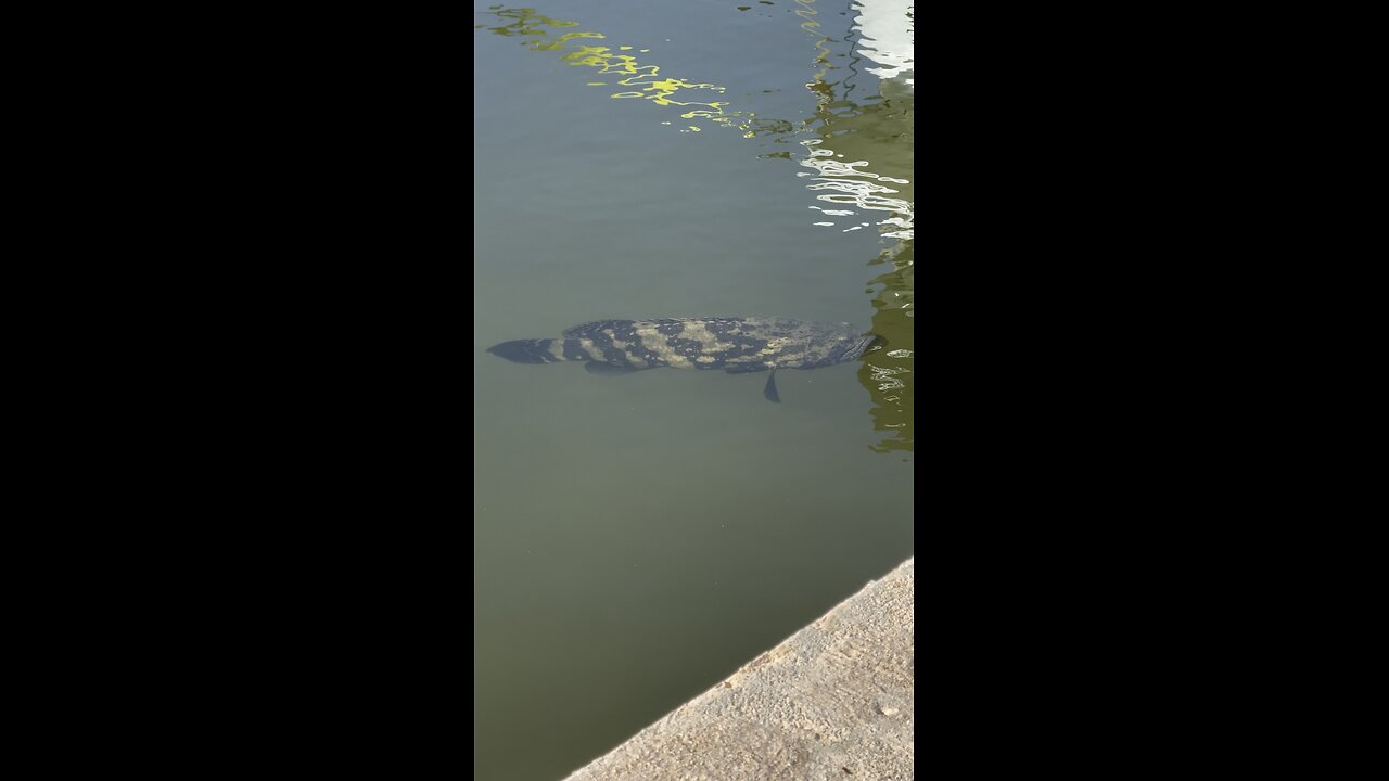 Canal Life | Gary The Goliath Grouper! | 4K
