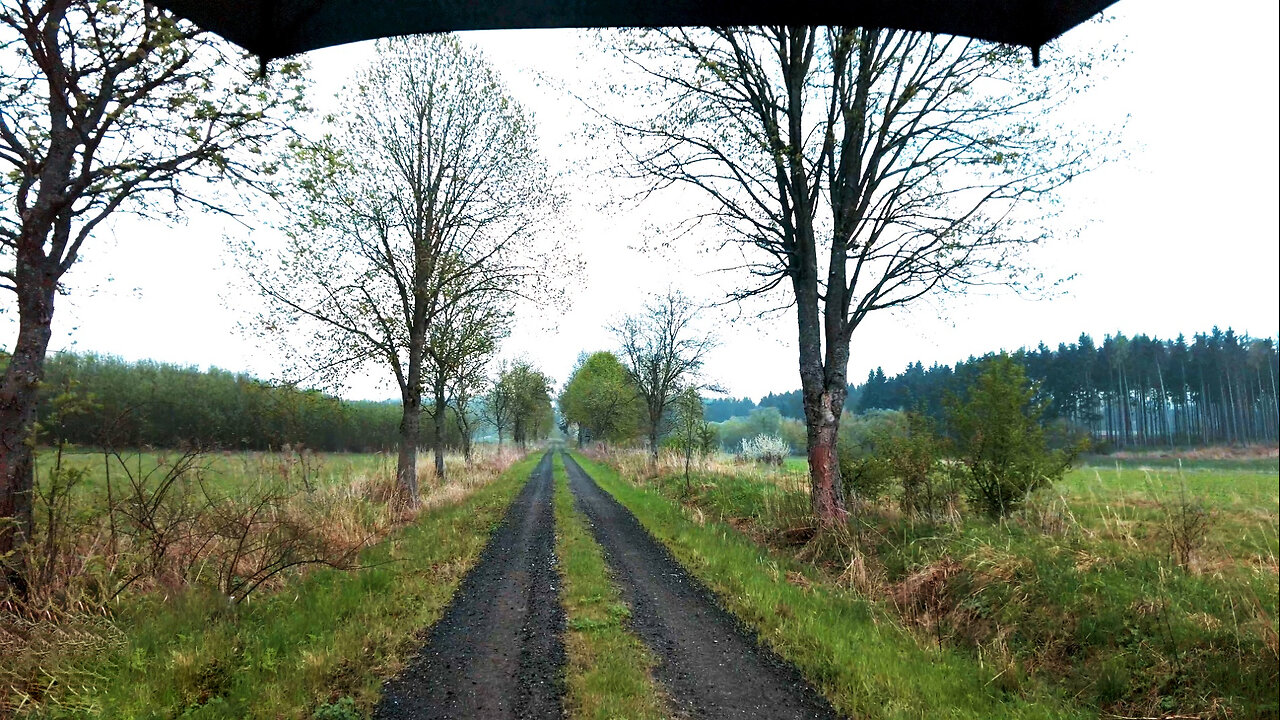 The Alley In Rain - Walking in the Rain in Nature ASMR