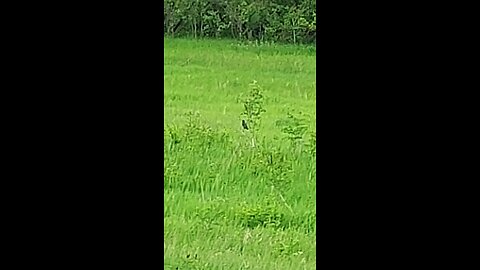 field bird