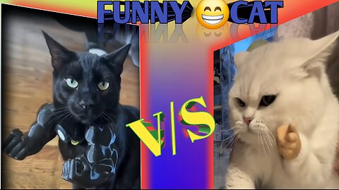 funny cat #funny #comedy