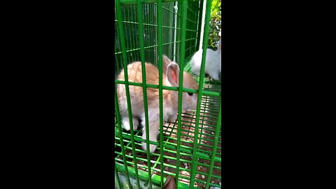 baby rabbit