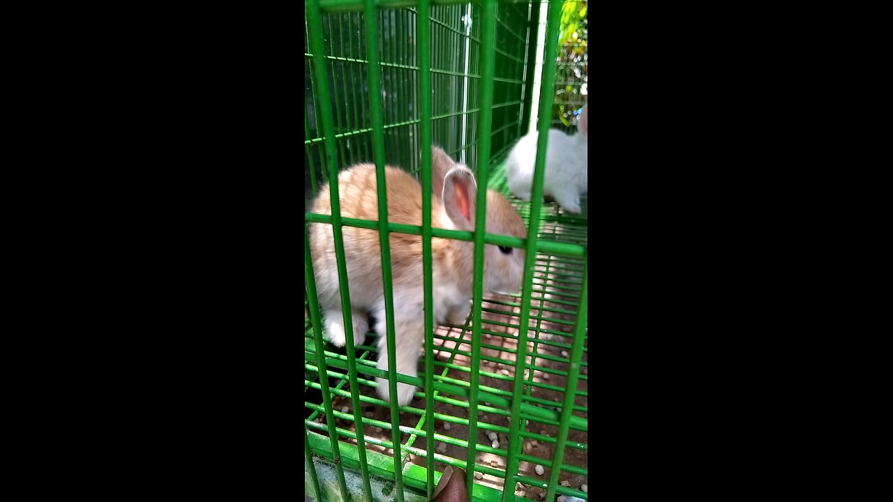 baby rabbit