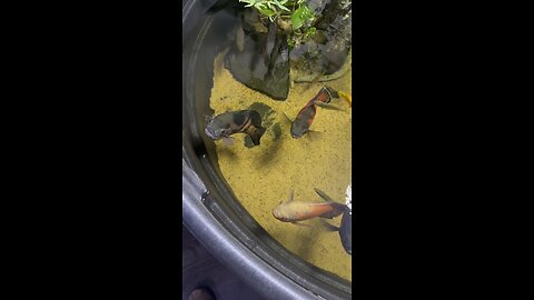 OSCAR FISH ATTACK!