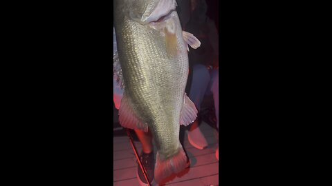 Night fishing and Craig caught this giant!