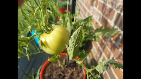 52 Sundays! Spotlight Tomatoes!Part I