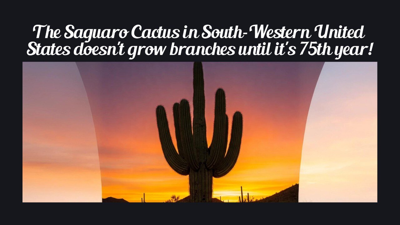 Fun Fact for Apr 19th 2025 Pt 2