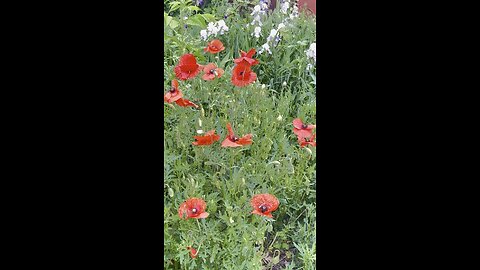 red poppies