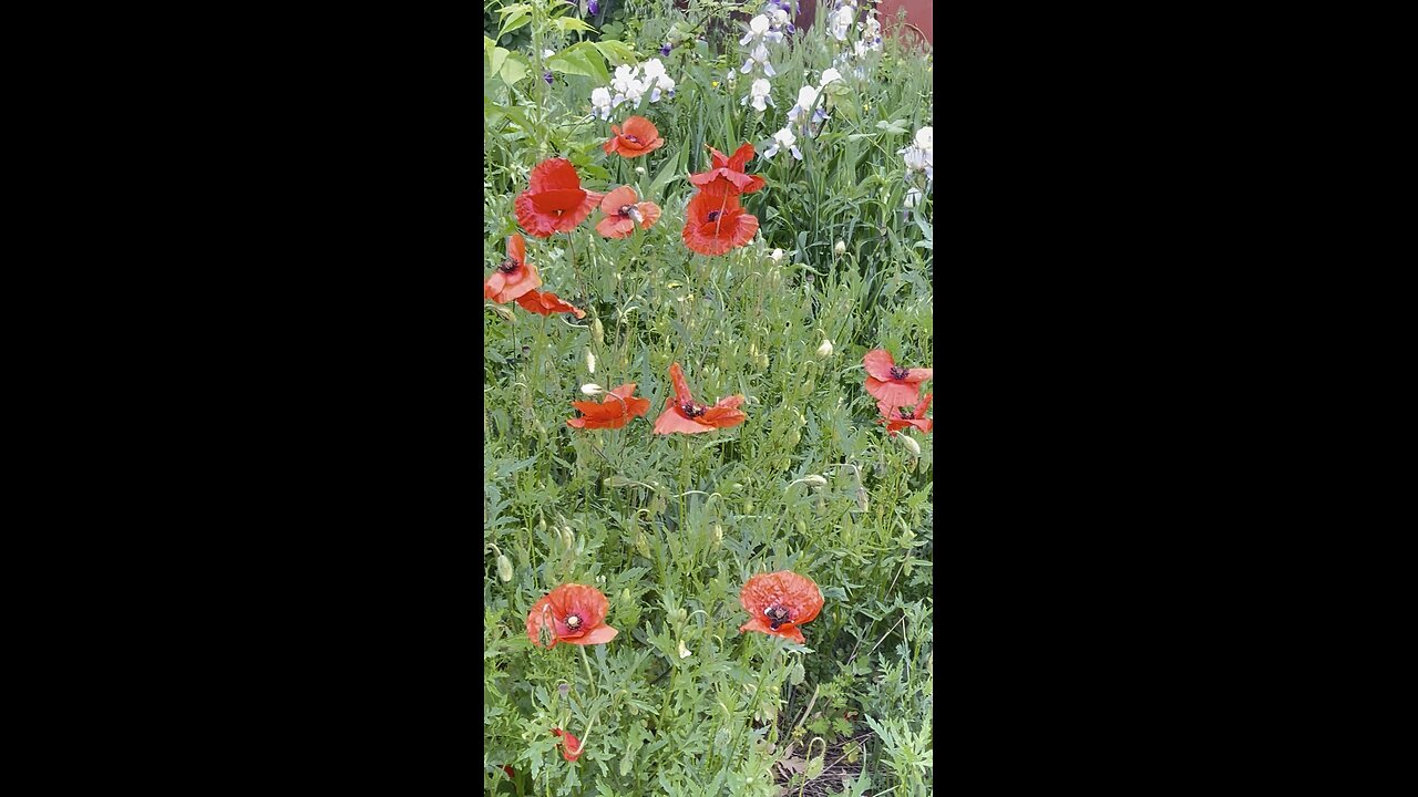 red poppies
