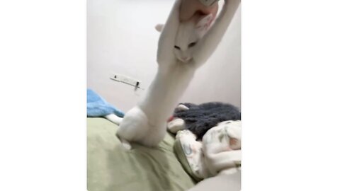 Playing with my cat