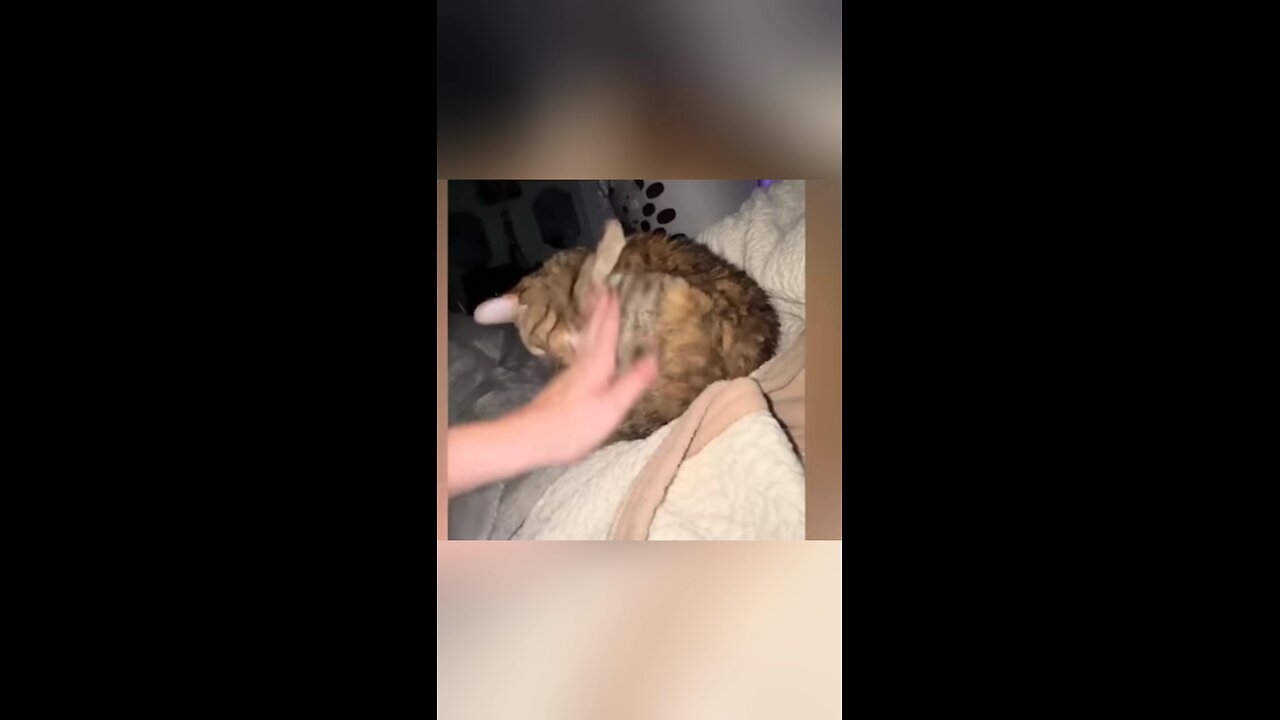 Funniest Animal videos ever 🤣😂