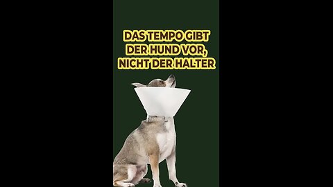 In dieser Reihenfolge heilt Dein Hund!